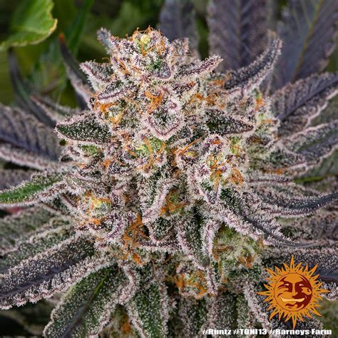 silky runtz weed strain